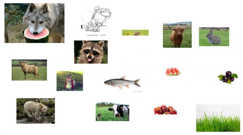 Wolf Food Chain Biology Diagrams