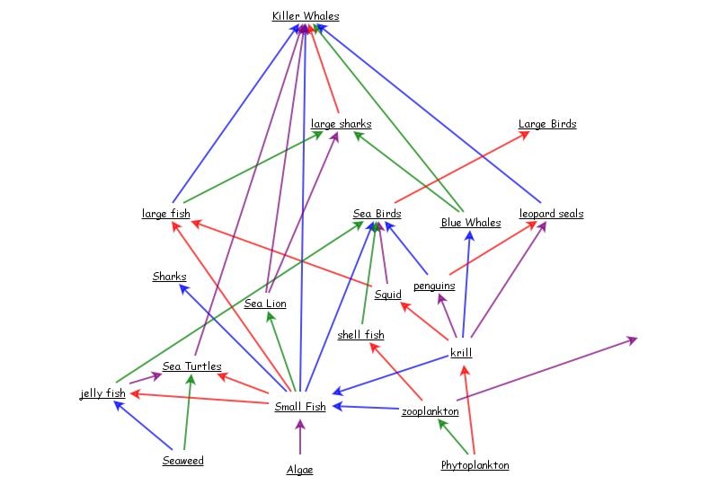 Aquatic Food Web | Insight Maker