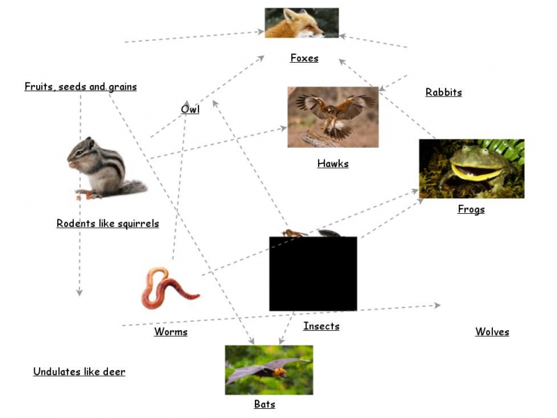 food web assignment insight maker