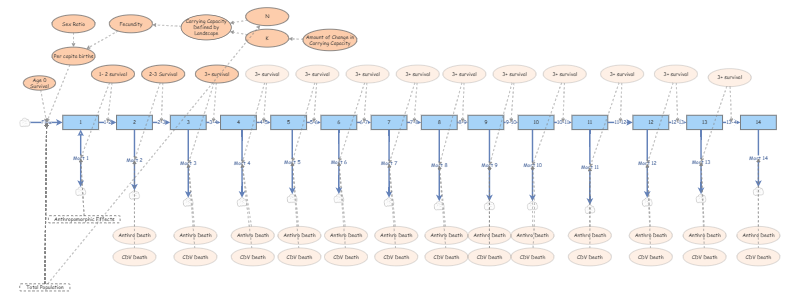 Clone of Clone of Edited Clone of Tiger Project | Insight Maker