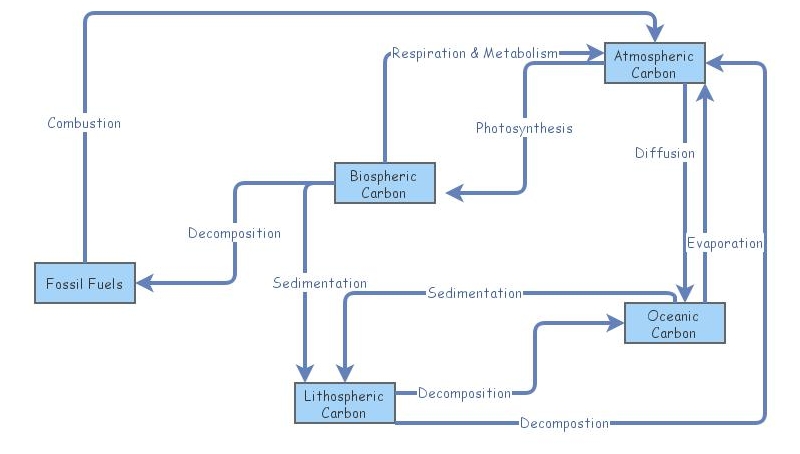 Carbon Cycle | Insight Maker