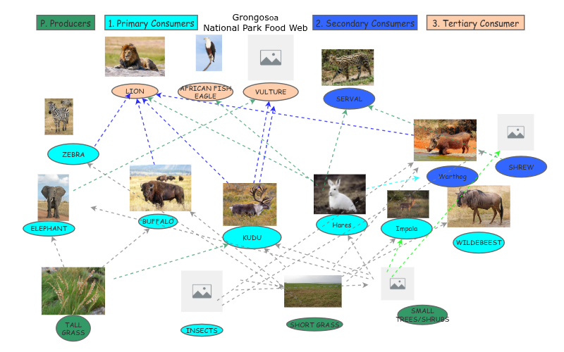 Clone of Clone of Boreal Forest Food Chain | Insight Maker