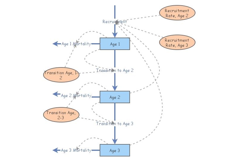 Age-Structured Model | Insight Maker