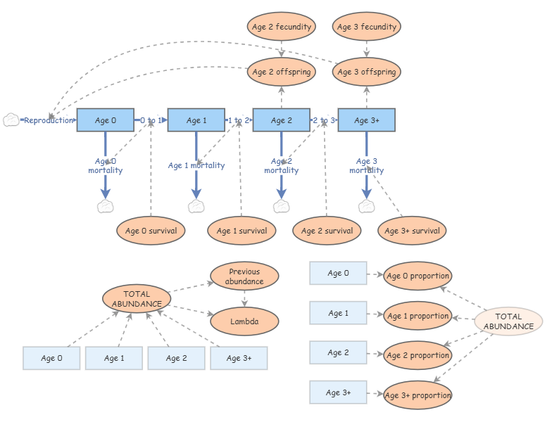 Age-structured model 3.2 | Insight Maker