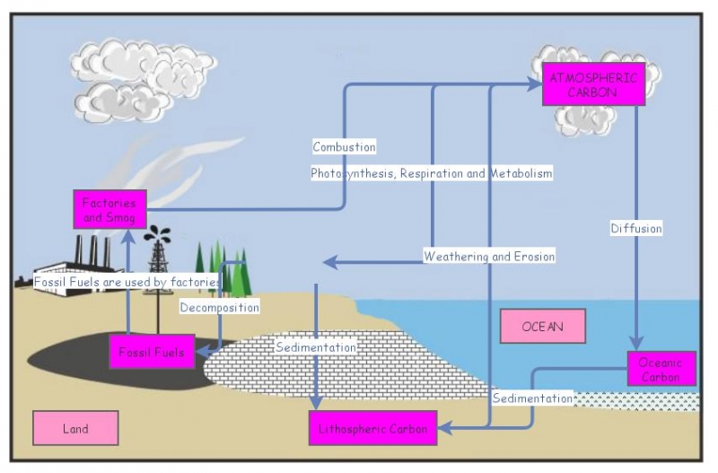 Carbon Cycle | Insight Maker
