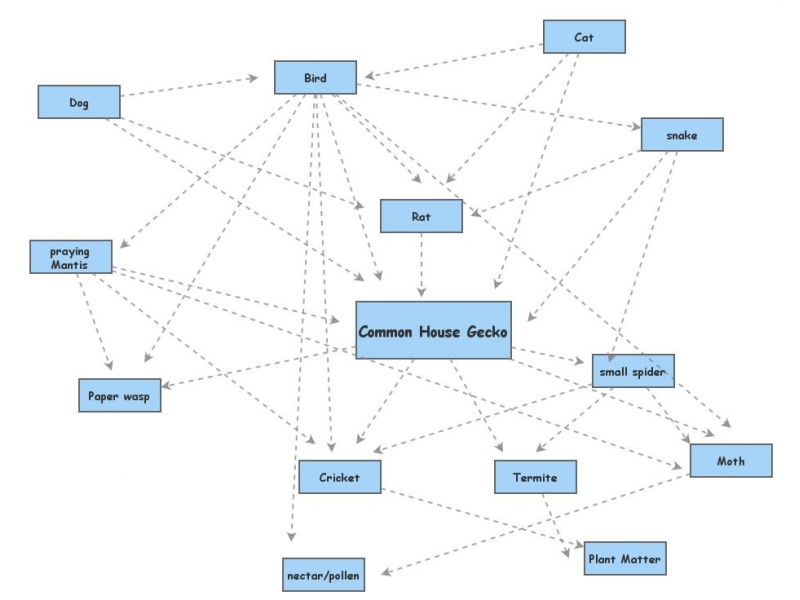 common gecko food chain Insight Maker