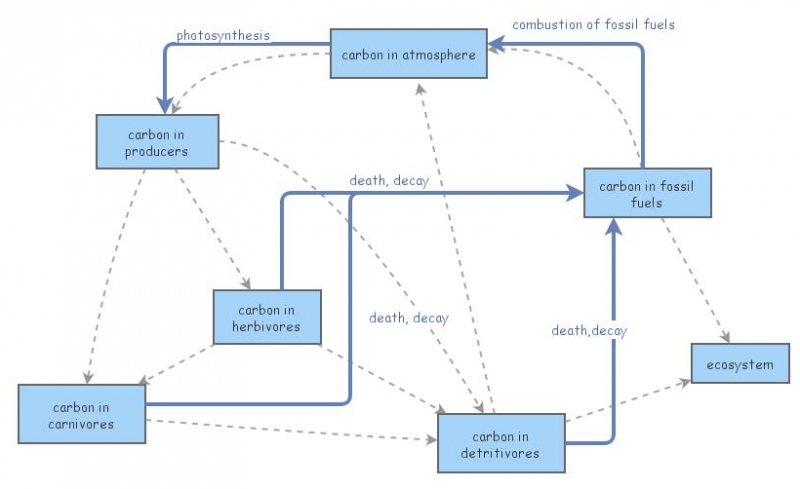carbon cycle | Insight Maker