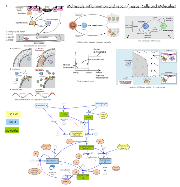 Multiscale integration of Inflammation and fibrosis | Insight Maker