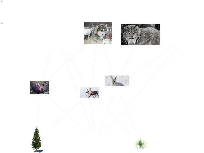 Taiga Food Web Mini: Unveiling the Interconnectedness of Life in the Northern Forests