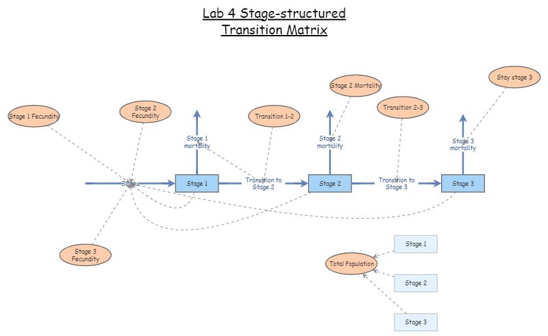 Clone of Correct Lab 4 Stage-strucutured Transition Matrix | Insight Maker